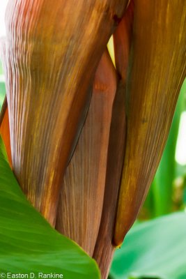 Plantain Flower