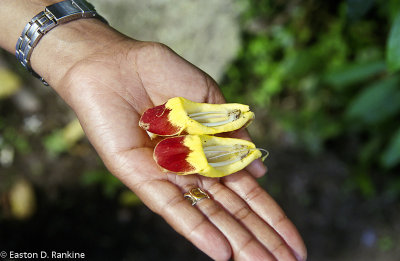 Lady 's Slippers