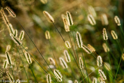 Grass Seeds in Morning Light
