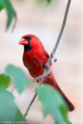 Confrontational Cardinal