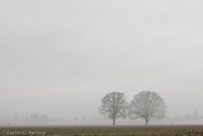 Winter Trees in Fog - Hillsboro, Oregon