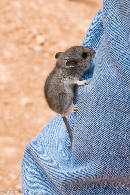 Vole on Blue Jeans