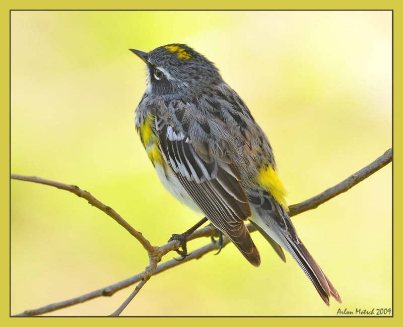 Yellow rumped warbler