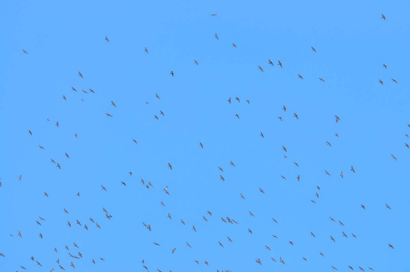 Hawk migration