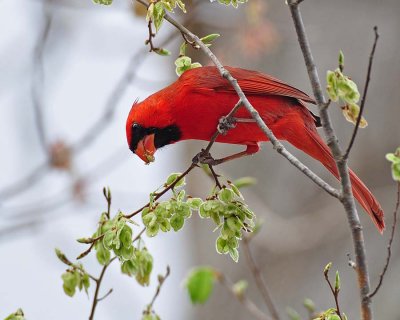Cardinal feeding on elm seeds