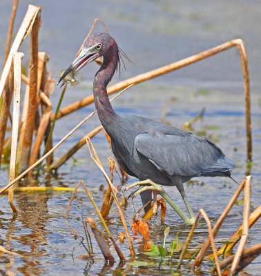 Little Blue Heron with a snack