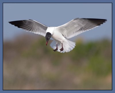 hovering laughing gull