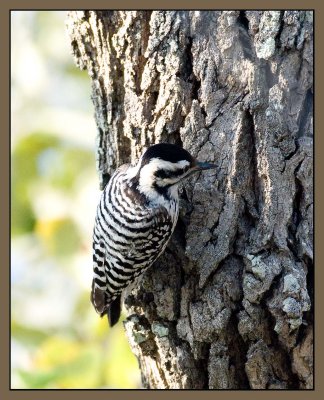 Female Ladderback Woodpecker