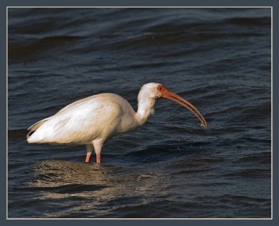 white ibis with a stone crab claw in it's beak