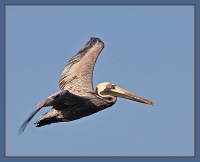 more pelican