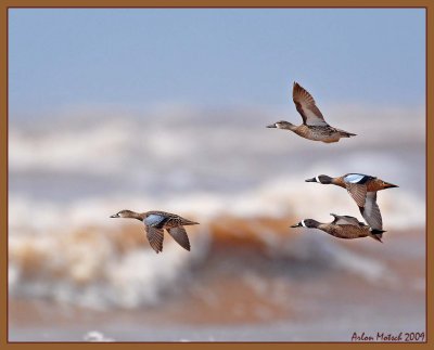 Blue wing teal