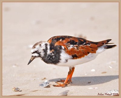 Ruddy turnstone