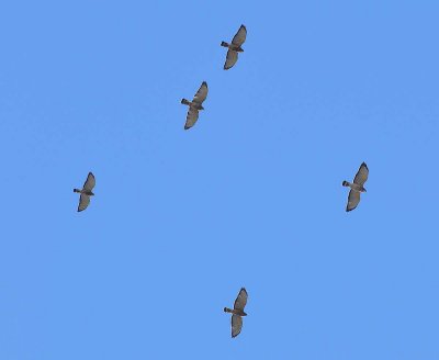 Hawk migration (Broad-winged?)