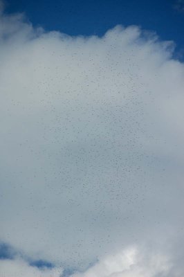Hawk migration