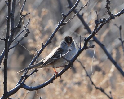 White Crowned Sparrow?