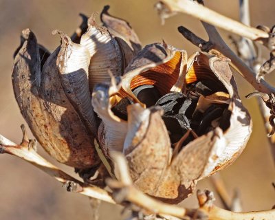 Yucca seed pods