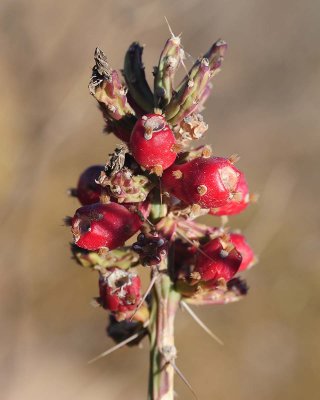 Fruit on tasajillo