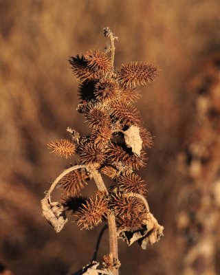 Cockle burrs