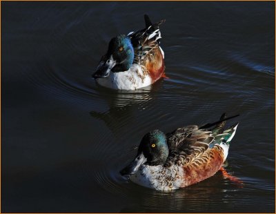 Northern Shoveler