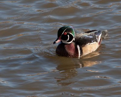 Wood Duck