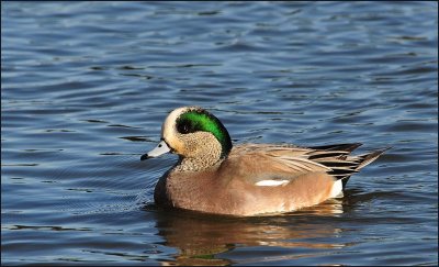 American Wigeon