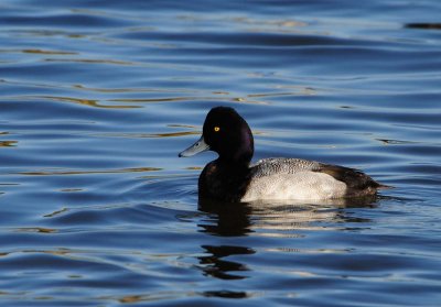 Lesser Scaup