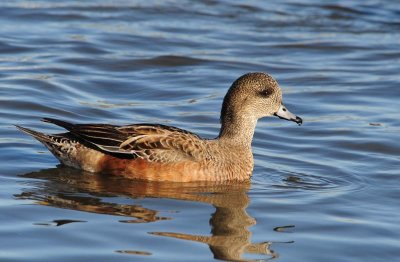 American Wigeon