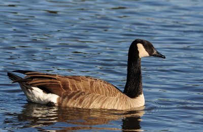 Canada Goose