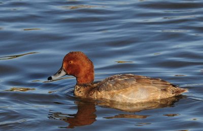 Redhead