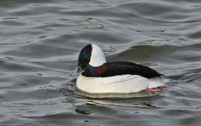 Bufflehead