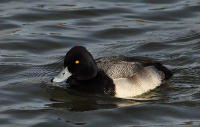 Lesser Scaup