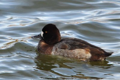 Lesser Scaup