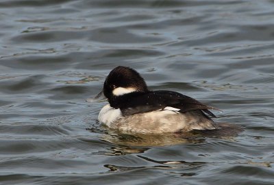 Bufflehead