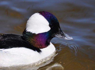 ADSC_9508.jpgBufflehead
