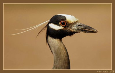 Yellow Crowned Night Heron