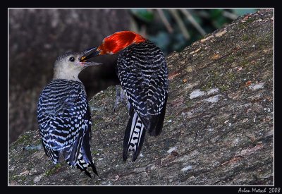 red bellied woodpecker