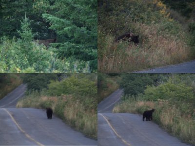 bear_collage.JPG