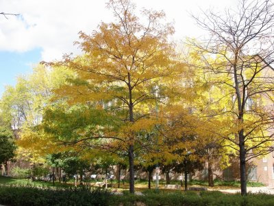 Yellow leaves