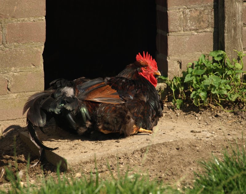 le coq dehors