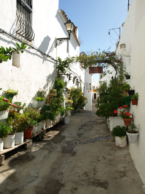 flores.JPG
