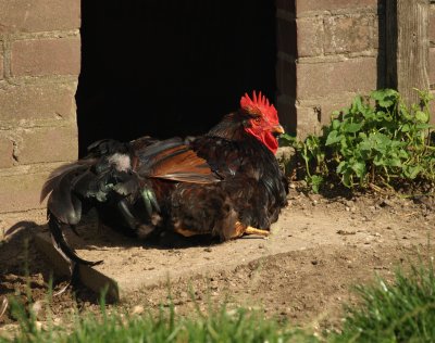 le coq dehors