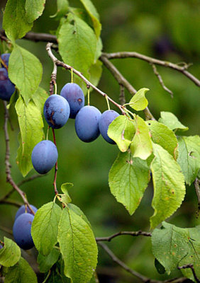 Altenriet-Best plums ever!