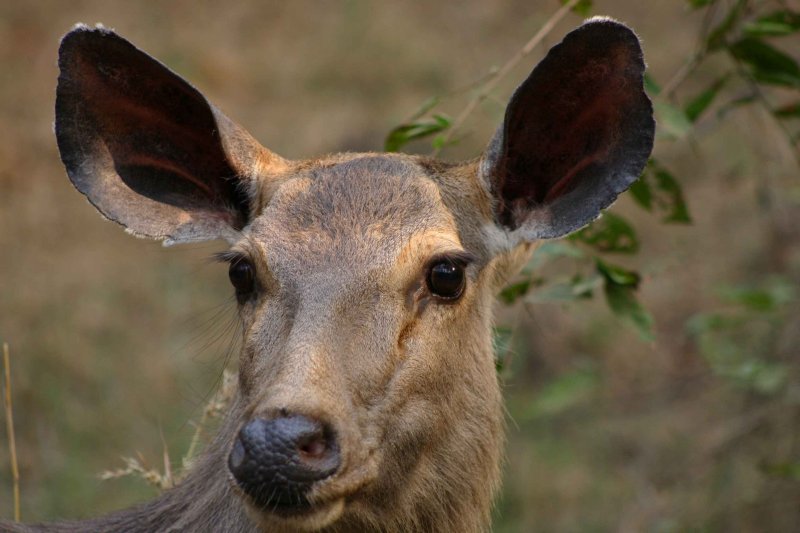 Doe A Deer A Female Deer