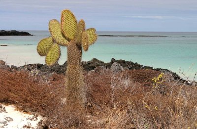 Galapagos Prickly Pear