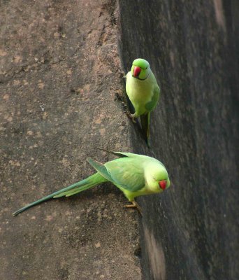 Park Twins  Parrots