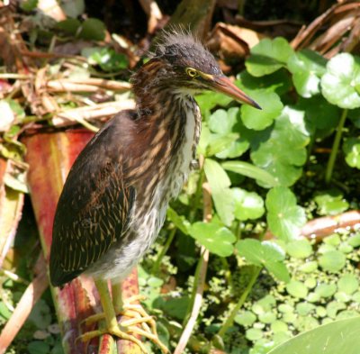 Our Avian Friends