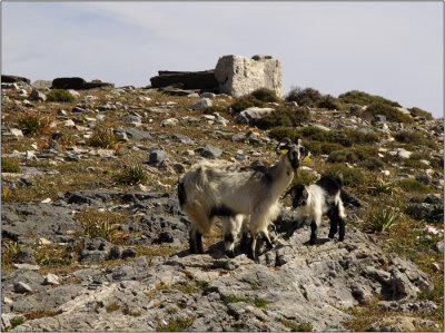 Cheronisos, ferme #17