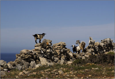 Cheronisos, ferme #20