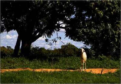 Bamako, le sur le Niger #10