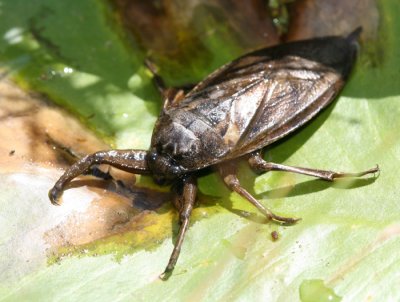 Giant water bug.jpg